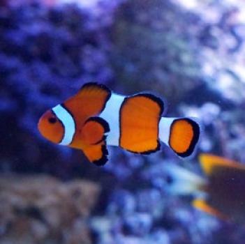 Clownfisch